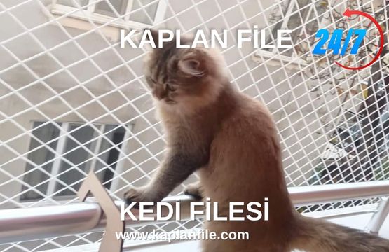 Kedi Filesi, Kedi Güvenlik Filesi